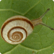 Vineyard Snail