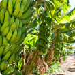 Banana plantation