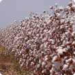 Cotton grown in the ORIA