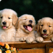 Puppies