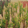 U12BOL-B-E-W Quinoa variety