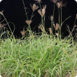 Rhodes grass plant