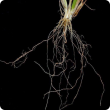 Root Lesion Nematode root symptoms on cereals