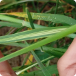 Damage to leaf from Russian wheat aphid