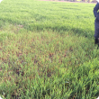 Rhizoctonia patch in the South Stirlings