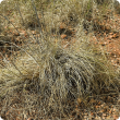 Photograph of ribbon grass (Chrysopogon fallax) in the Kimberley