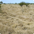 Photograph of Ribbon grass alluvial plain pasture in good condition in the east Kimberley