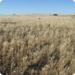 Photograph of a speargrass - wallaby grass pasture in good condition