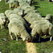 Line of sheep eating grain