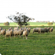 Sheep are more likely to be at risk of cobalt deficiency.