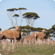 Ewe and lamb standing in stubble.