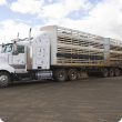 Sheep truck