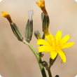 Skeleton weed