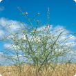 Skeleton weed (Chondrilla juncea) plant