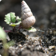 Small pointed snail feeding on a canola seedling.       