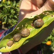 Brown garden snails on a citrus leaf