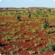 Photograph of a soft spinifex community in good condition