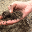 Hand holding sandy soil