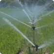 Irrigation on carrot crop in Myalup