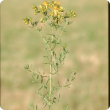 St. Johns wort with star-shaped, yellow flowers.