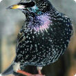 Common starling in breeding plumage.