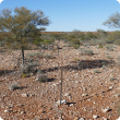 Photograph of a stony mulga short grass forb community in good condition