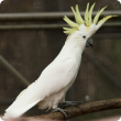 Sulphur crested cockatoo with yellow upright crest