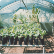 Growing out banana plants from tissue culture.