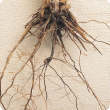 Roots of affected plants are blackened and brittle and break easily, and are black to the core not just on outer surface.