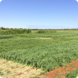 Field walk participants saw a range of irrigated pasture, fodder and crop options, including grazing oats, being trialled by Department of Primary Industries and Regional Development mosaic agriculture researchers at Water Corporation’s Broome North Waste