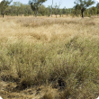Photograph of Tippera tall grass plain pasture in fair condition in the Kimberley