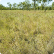 Photograph of Tippera tall grass plain pasture in good condition in the Kimberley