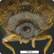 Diagnostic head front image of Khapra beetle
