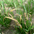 UAN spray damage in wheat