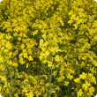 Close-up of flowering canola
