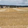 Cereal stubble left standing in the paddock