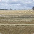 Rows of windrowed hay in paddocks ready for baling