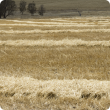 A brown paddock with strips of winrowed hay drying ready to be baled