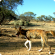 The newly-recognised Central Wheatbelt Biosecurity Association (CWBA) will continue its present activities to control wild dogs, foxes and rabbits.