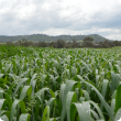 Spring growth of an oat crop in York 2013