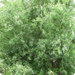 Willow (Salix sp.) habit.
