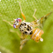 Male medfly releasing pheromones