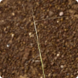 Erect kerosene grass has long awns that are attached to the seed spike with a spirally twisted column.