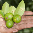 Citrus canker on fruit and leaves