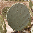 Department officer with wheel cactus 