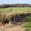 New avocado planting showing irrigation line, emitters and natural wind-break option