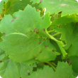 Grape leaf showing the small circular lesions which appear on young leaves early in spring