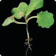 Infection can spread from cotyledon of seedling leaf and pinch off the hypocotyl 