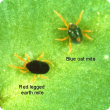 The red dot on its back distinguishes blue oat mite from redlegged earth mite.
