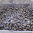 Bin of potatoes which have broken down and rotted after harvest